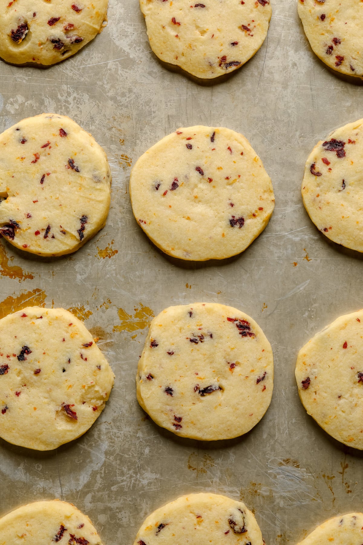 baked orange cranberry shortbread cookies on a metal baking sheet.